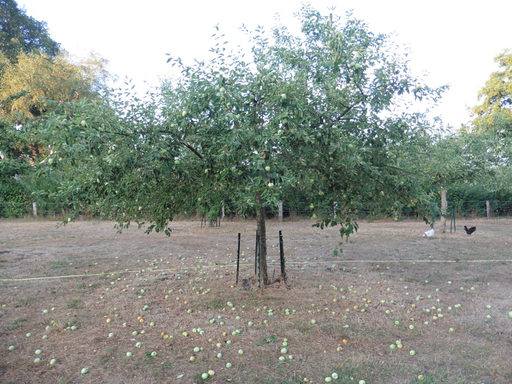 /Fruitval wegensdroogte appel princes nobel; 1 augustus 2018